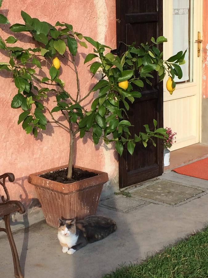 포를리 Agriturismo Il Pettirosso 게스트하우스 외부 사진