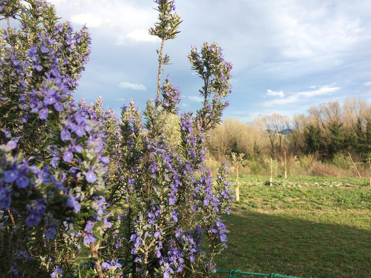 포를리 Agriturismo Il Pettirosso 게스트하우스 외부 사진